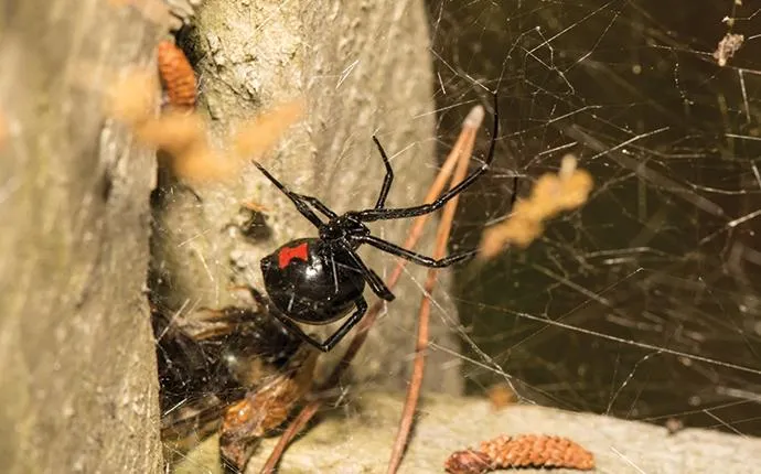 A Comprehensive Guide To Black Widow Spiders In Las Vegas