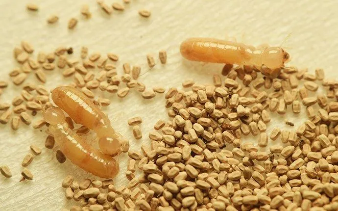 A Handy Guide To Drywood Termite Control In Las Vegas