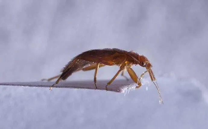 Answering Your Most Common Questions About Bed Bugs In Las Vegas