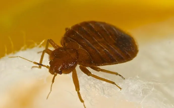 Are These Bed Bugs In My Las Vegas Home?