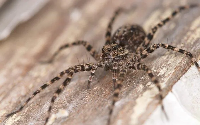Are Wolf Spiders Dangerous In Las Vegas?