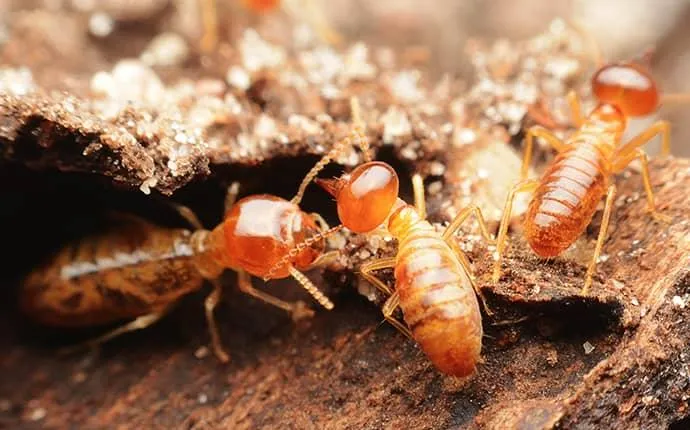 Five Sure Signs Your Las Vegas Property Has A Termite Problem