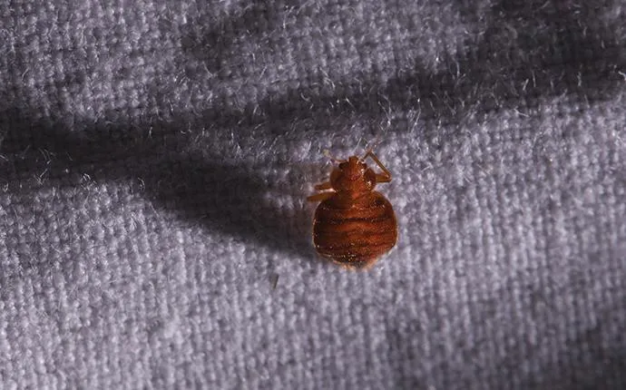 Help! I Have Bed Bugs In My Las Vegas Home