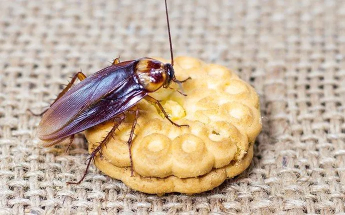 Help! There Are Roaches All Over My Las Vegas Restaurant