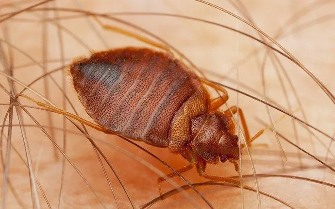 How Do Bed Bugs Get Into Las Vegas Homes?