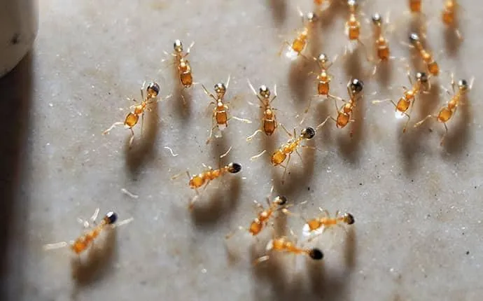 How To Keep Dangerous Pharaoh Ants Away From Your Las Vegas Home