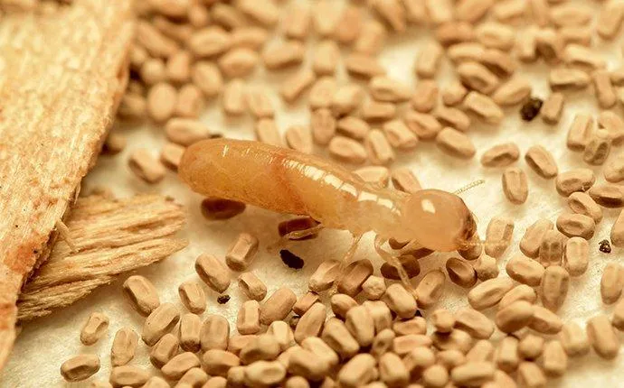How To Prevent Drywood Termites In Las Vegas, NV