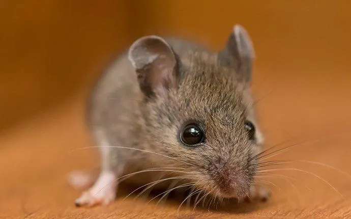 Just How Dangerous Are The Mice In Las Vegas?