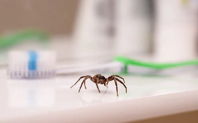 The Best Way To Keep Spiders Out Of Your Las Vegas Home