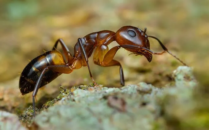 The Most Effective Ant Control For Your Las Vegas Home