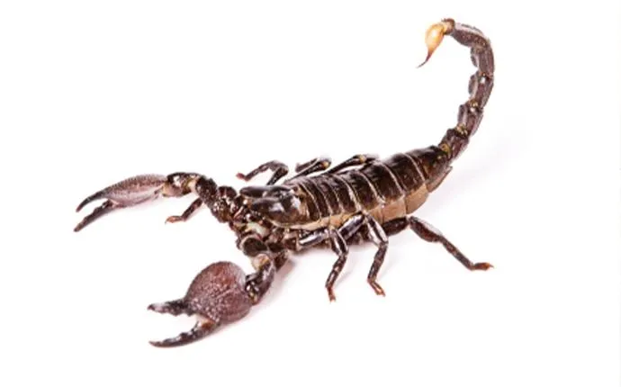 What Attracts Scorpions to My Home?