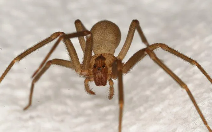 What Las Vegas Property Owners Need To Know About Spider Control