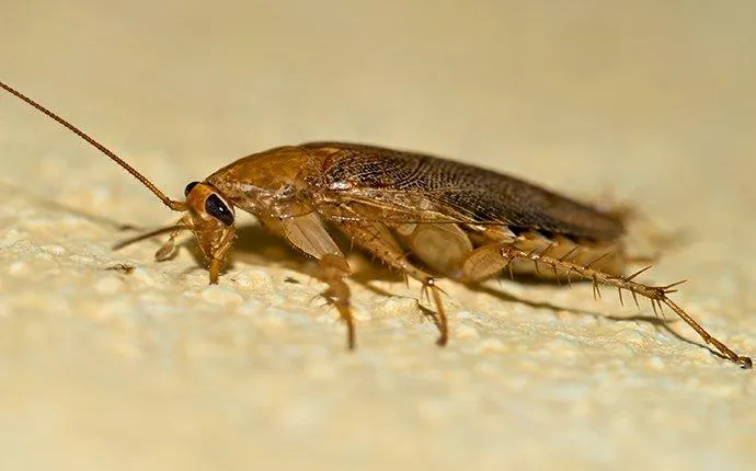 What Makes German Cockroaches In Las Vegas So Bad?