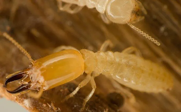 What The Las Vegas Pest Experts Wants You To Know About Termites