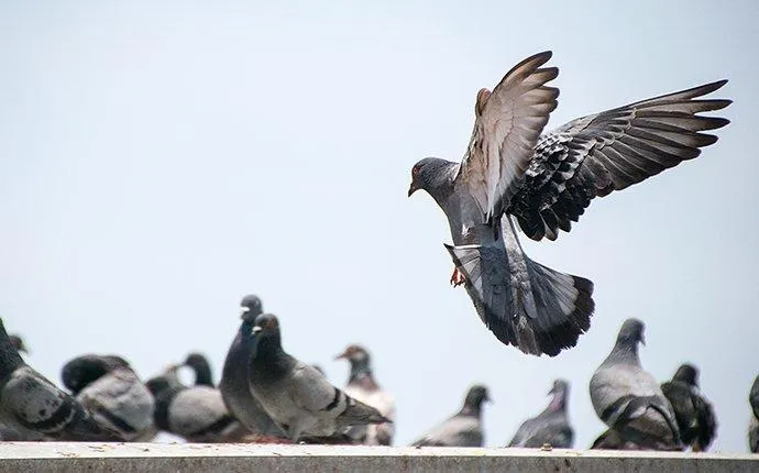 What To Do About Birds Around Your Las Vegas Business