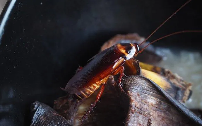 What You Should Know About The Dangers Of Cockroaches In Your Las Vegas Home