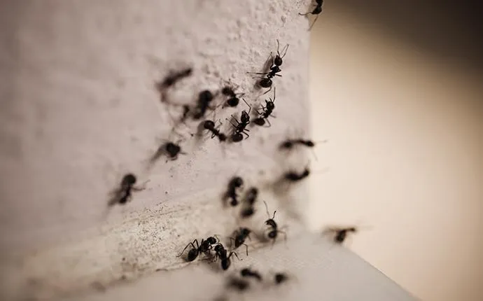 Why Do I Have Ants In My Las Vegas Home?