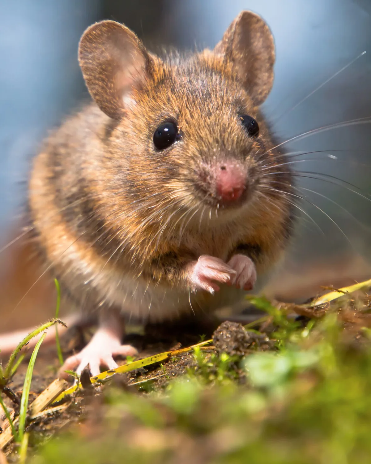Rodent caught near a Las Vegas property during exclusion service